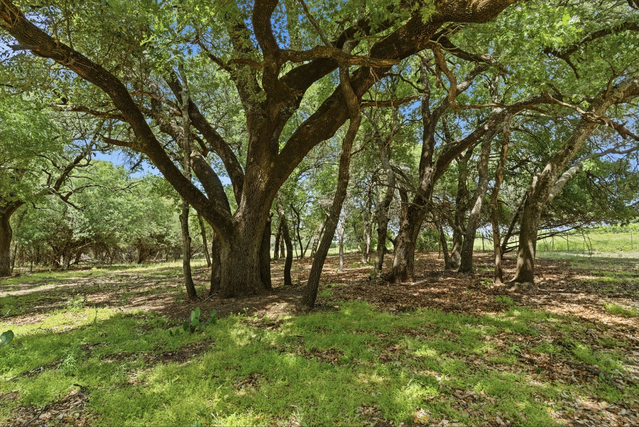 148 Arista Trail Poolville TX 76487