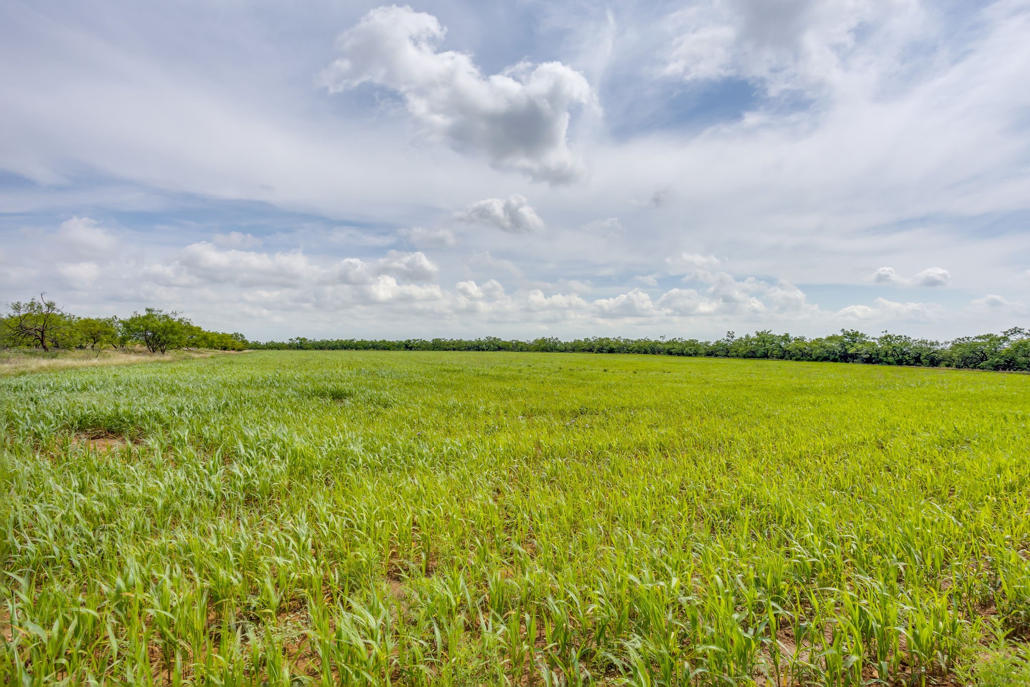 1053 Fm 503 Coleman TX 76834