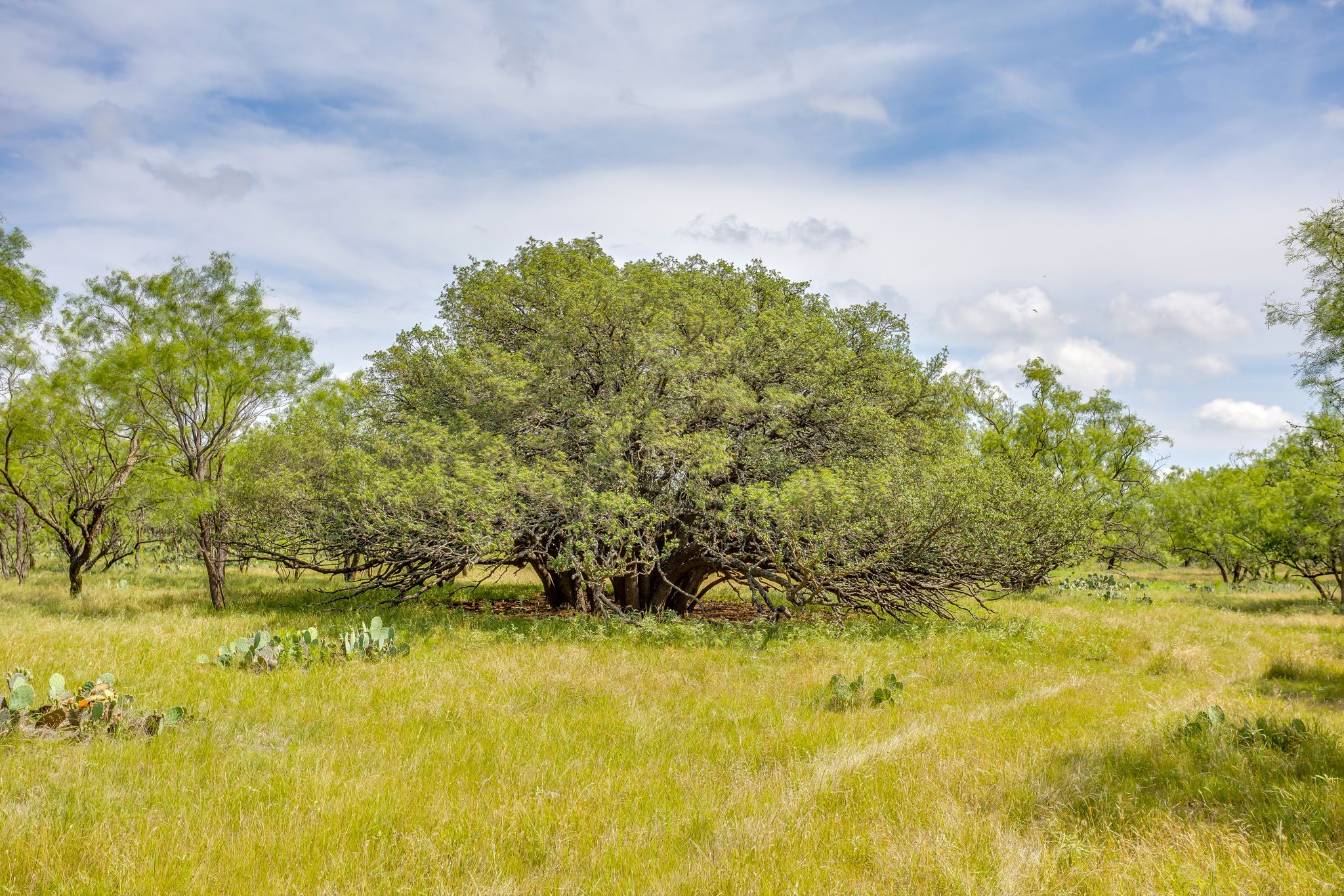 1053 Fm 503 Coleman TX 76834