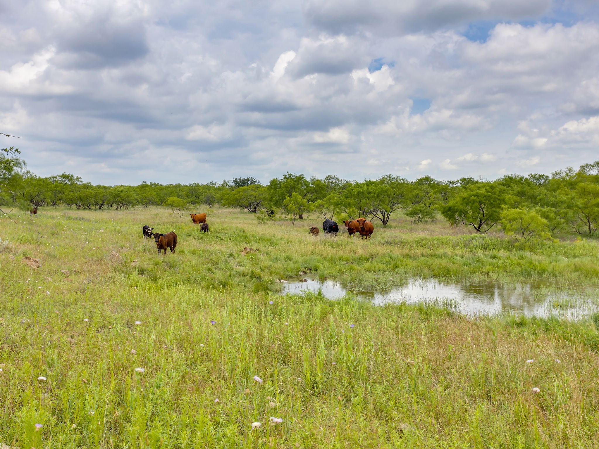 1053 Fm 503 Coleman TX 76834