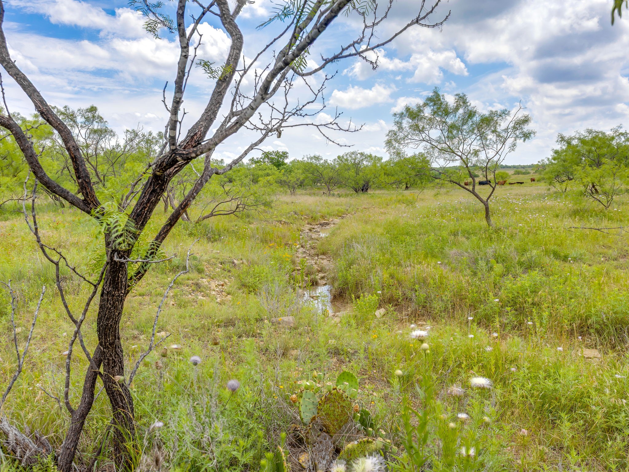 1053 Fm 503 Coleman TX 76834