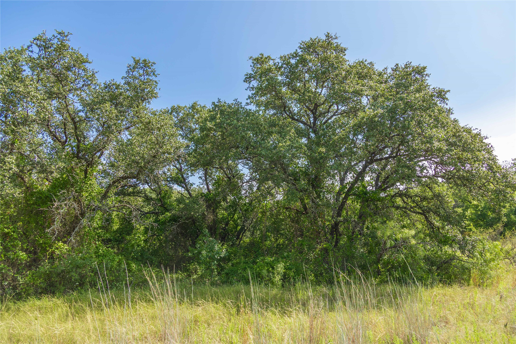 447 County Road 411 Coleman TX 76834