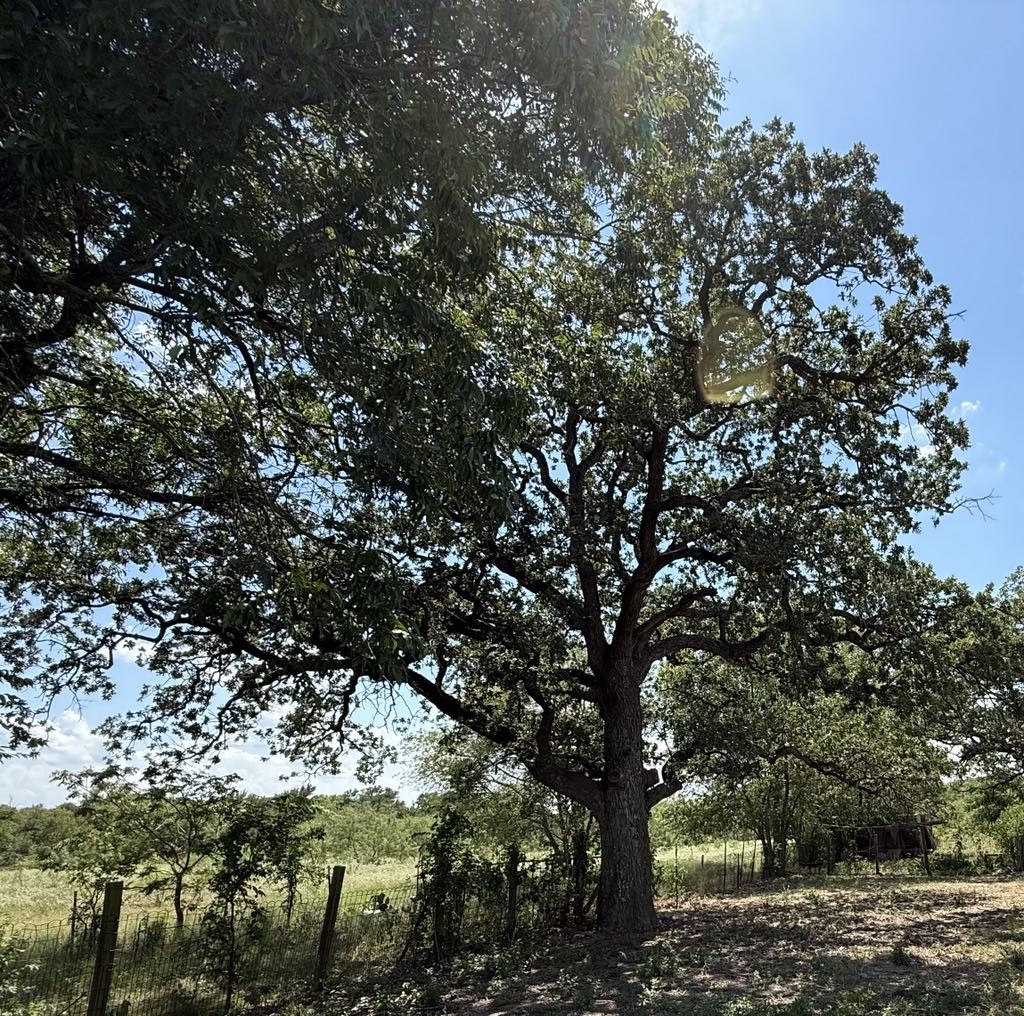 Tbd Cr 105a Riesel TX 76682