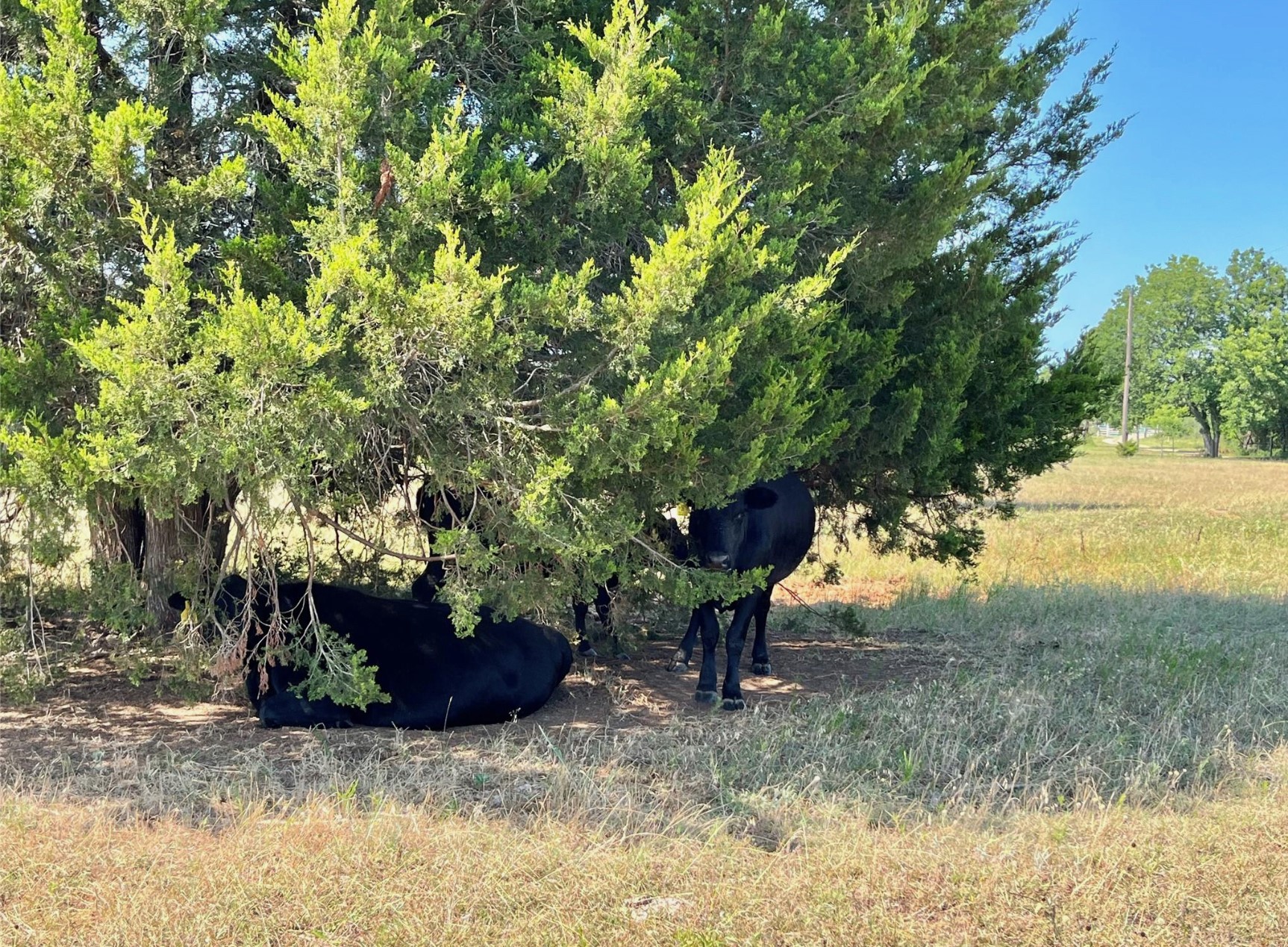 299 Private Road 1452 Chico TX 76431