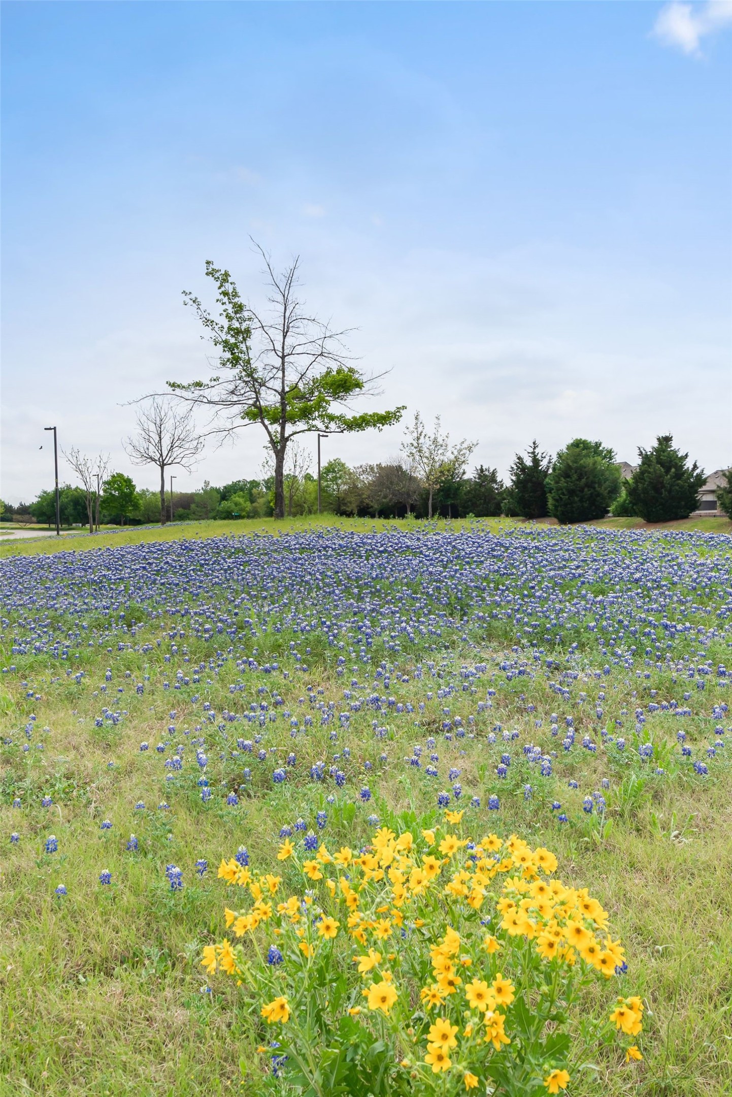 520 Alden Way Allen TX 75013