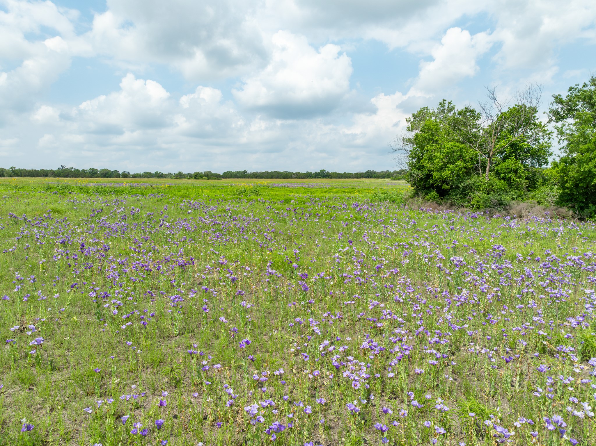 Lot 4 County Road 410 Evant TX 76525