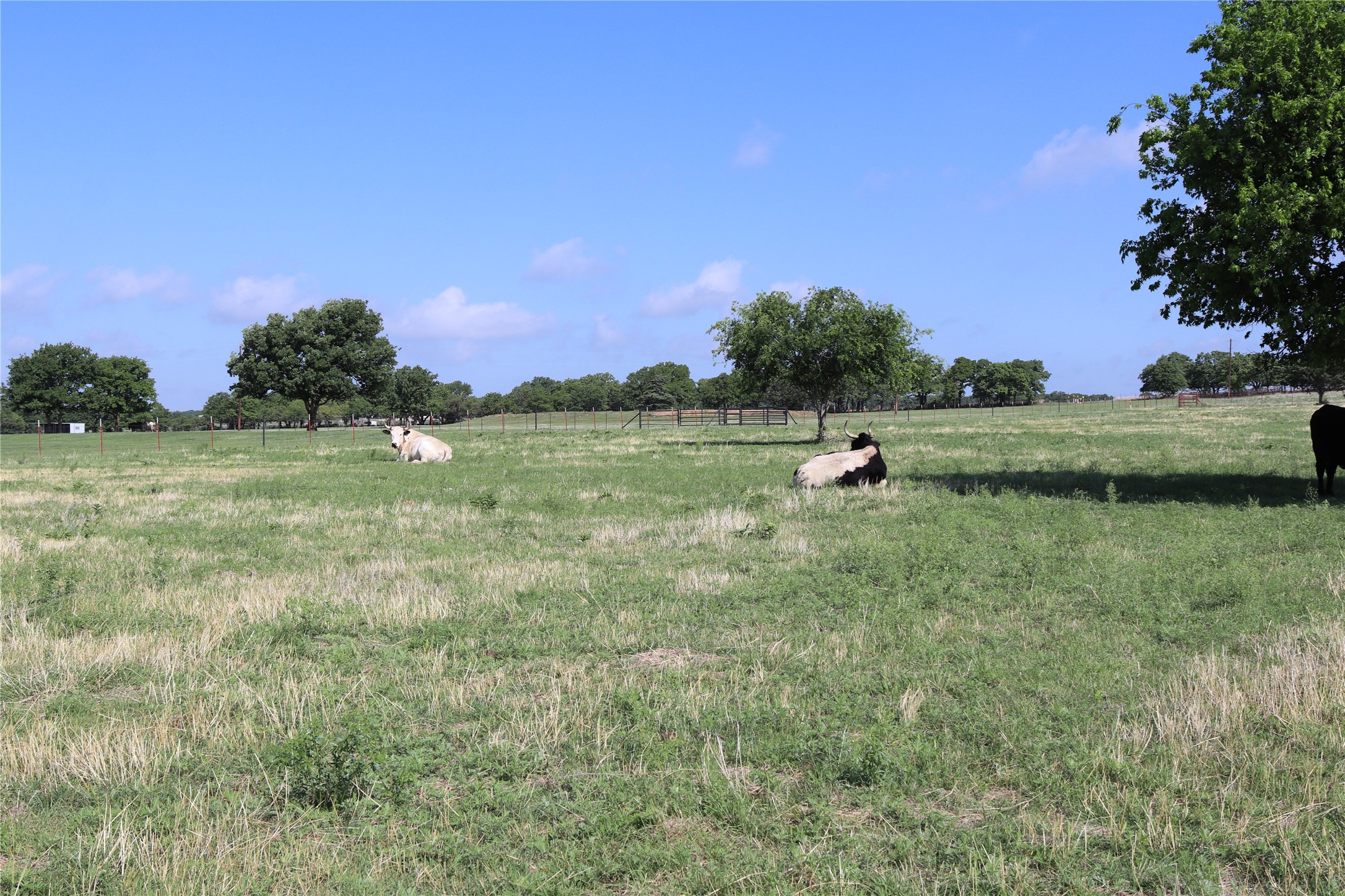 957 Frog Hollar Bowie TX 76230