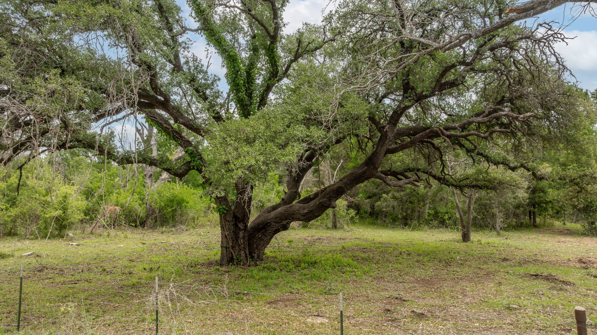 2523 Cr 218 Hico TX 76457