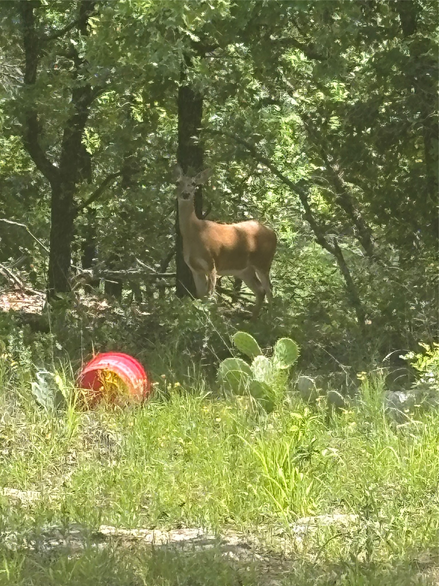 316 County Road 458 De Leon TX 76444