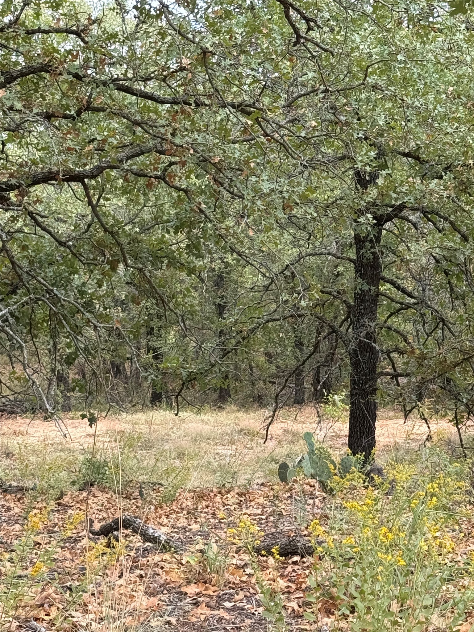 316 County Road 458 De Leon TX 76444
