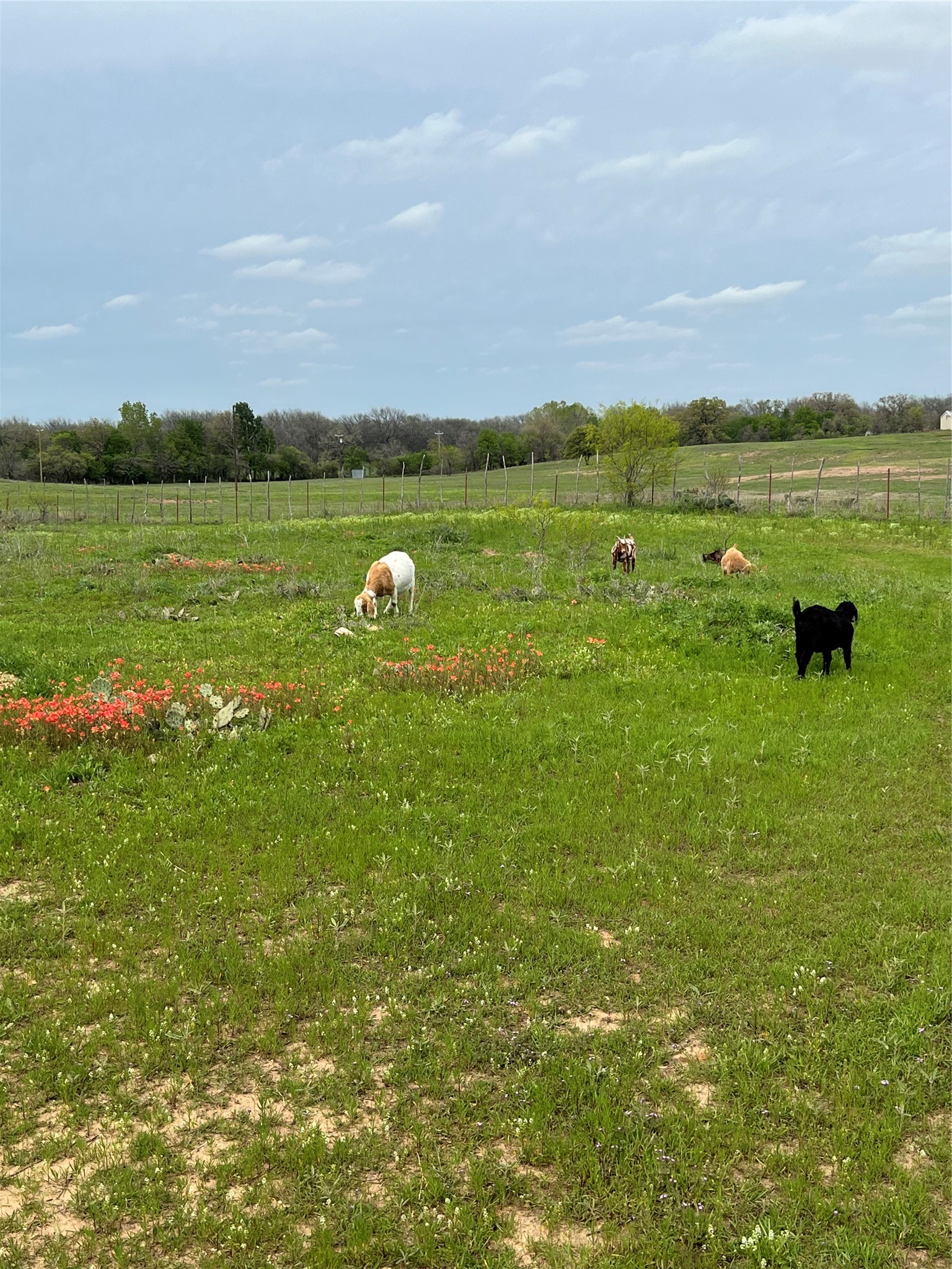 316 County Road 458 De Leon TX 76444