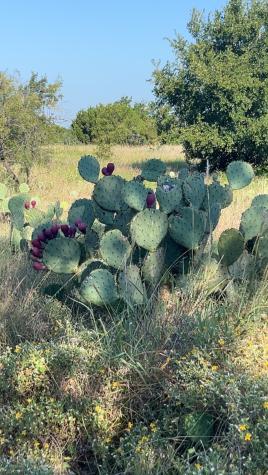 213 Pr 1743b Clifton TX 76634