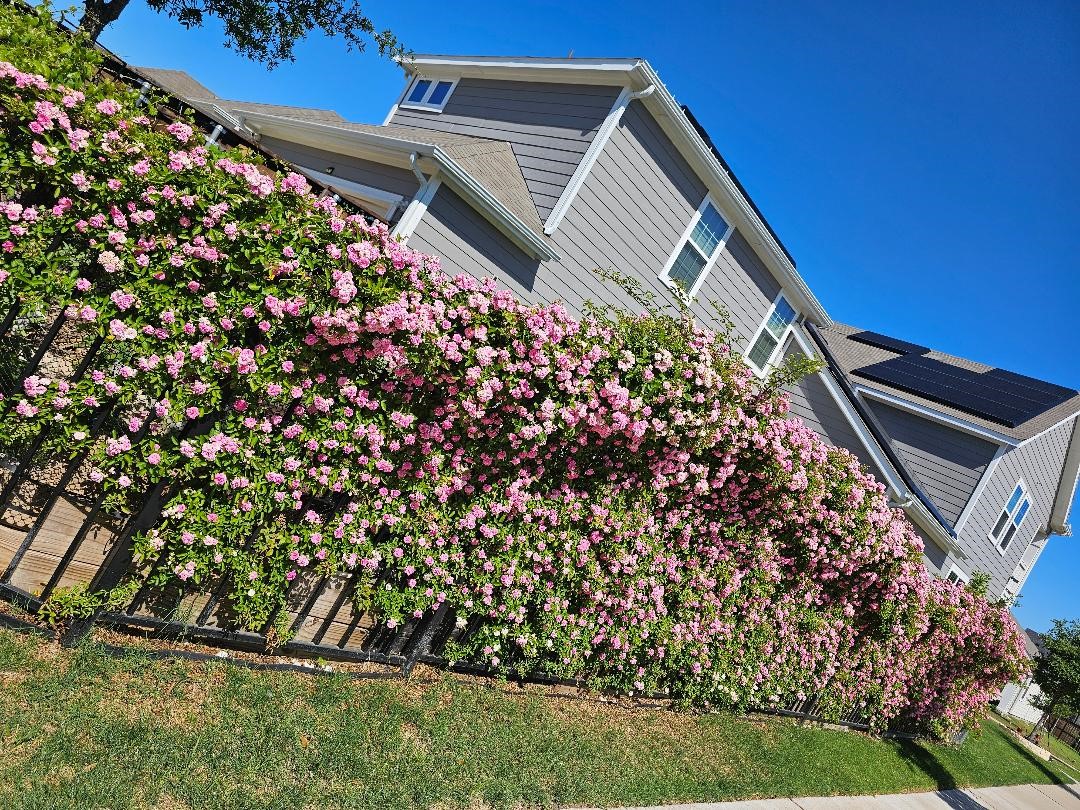 3506 Betty Mews Rowlett TX 75089