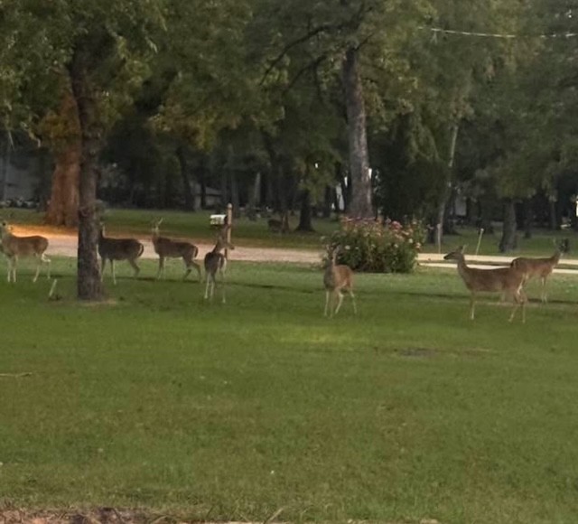 30 Rainbow Drive Star Harbor TX 75148