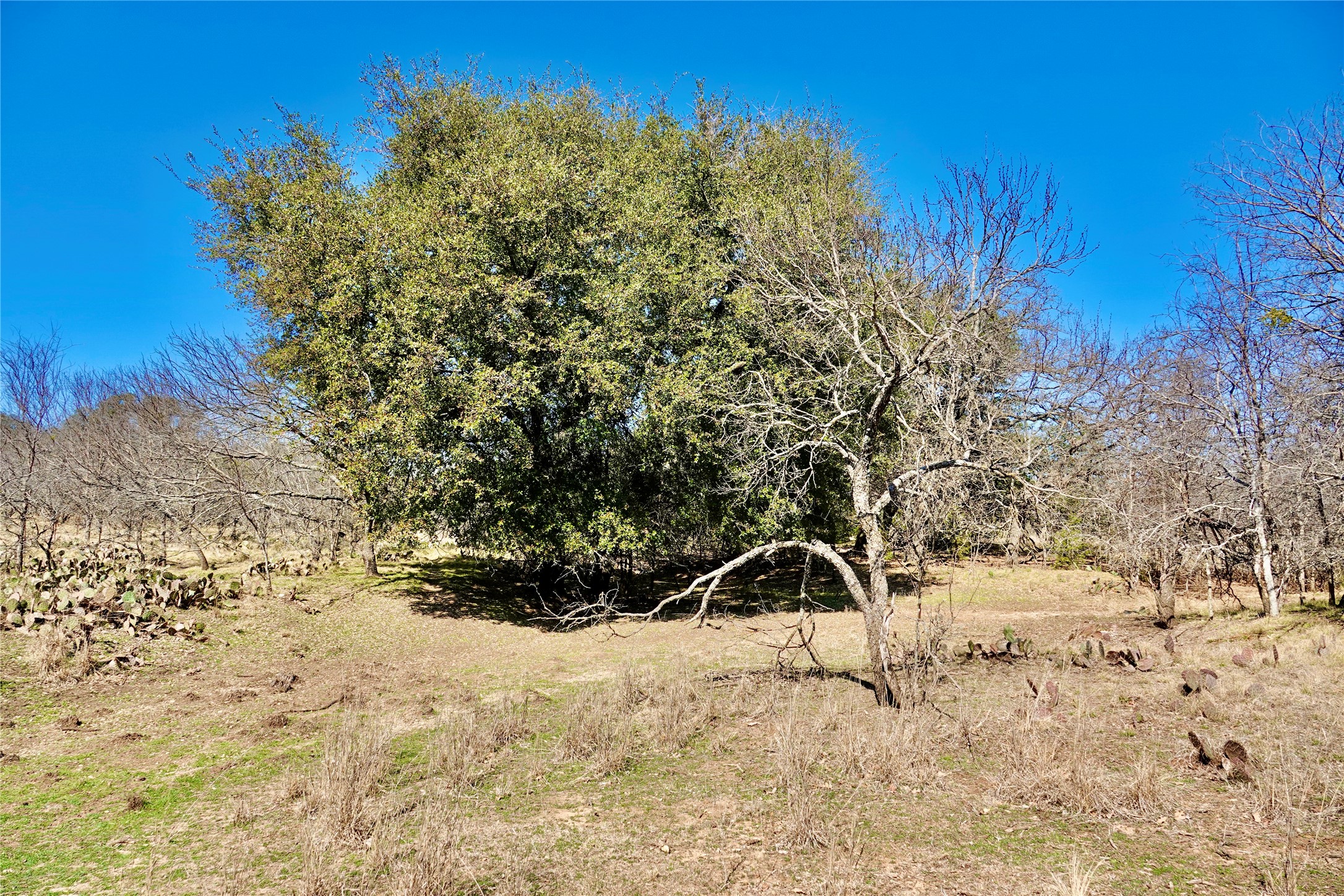 981 W Highway 84 Mullin TX 76864