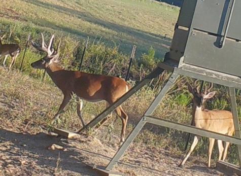 5001 Vz Cr 4915 Road Ben Wheeler TX 75754