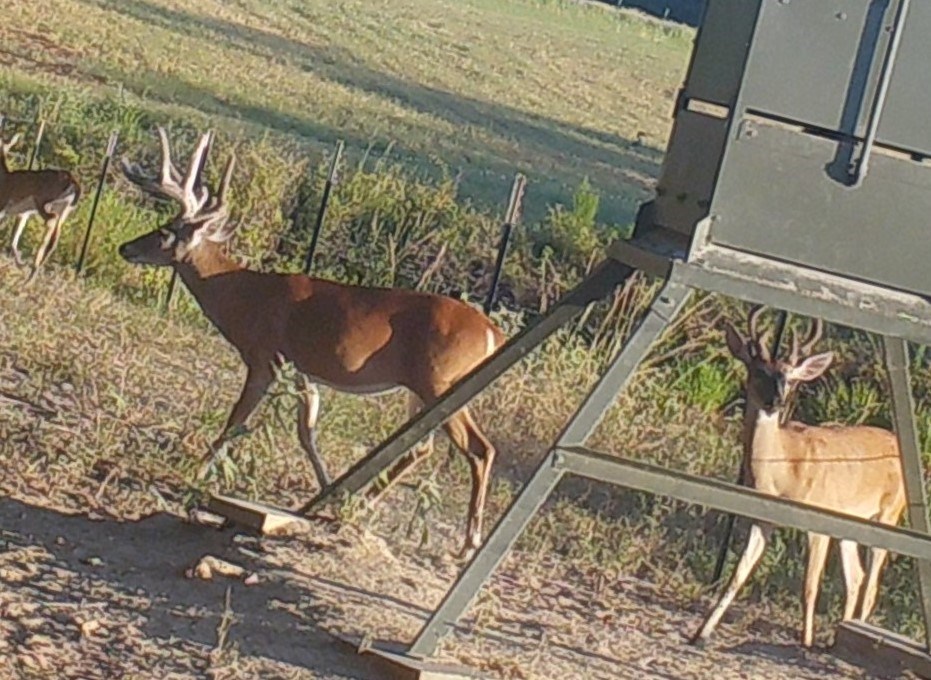 5001 Vz Cr 4915 Road Ben Wheeler TX 75754