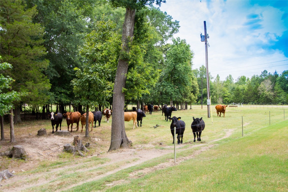 5001 Vz Cr 4915 Road Ben Wheeler TX 75754