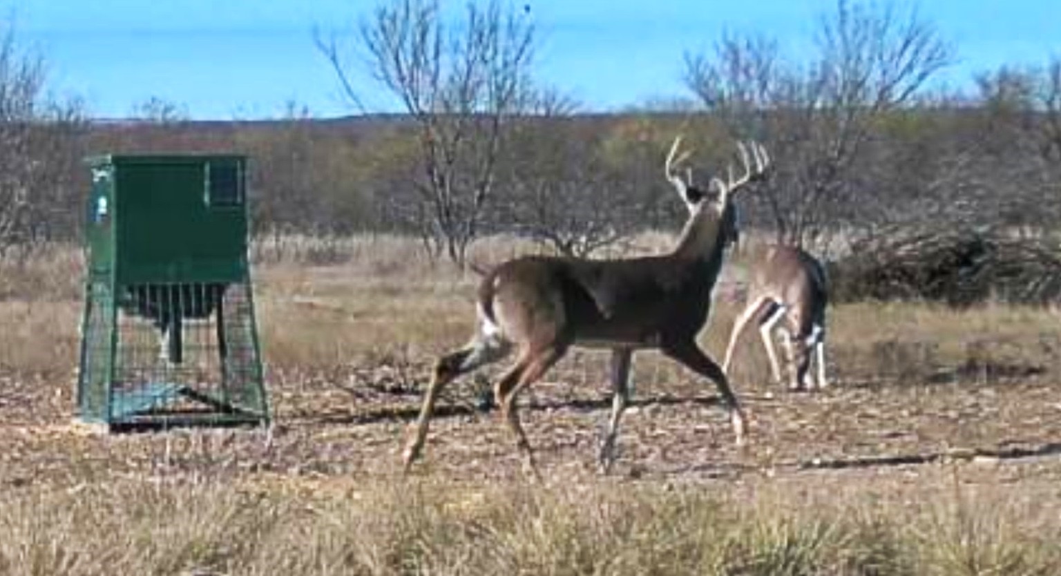 1558 County Road 334 Gouldbusk TX 76845