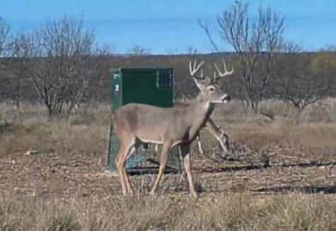 1558 County Road 334 Gouldbusk TX 76845