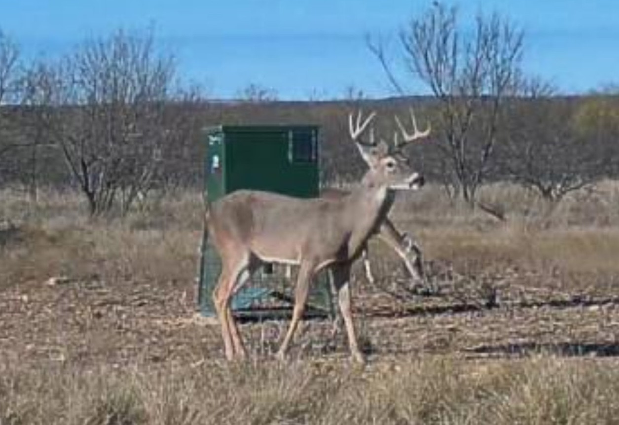 1558 County Road 334 Gouldbusk TX 76845