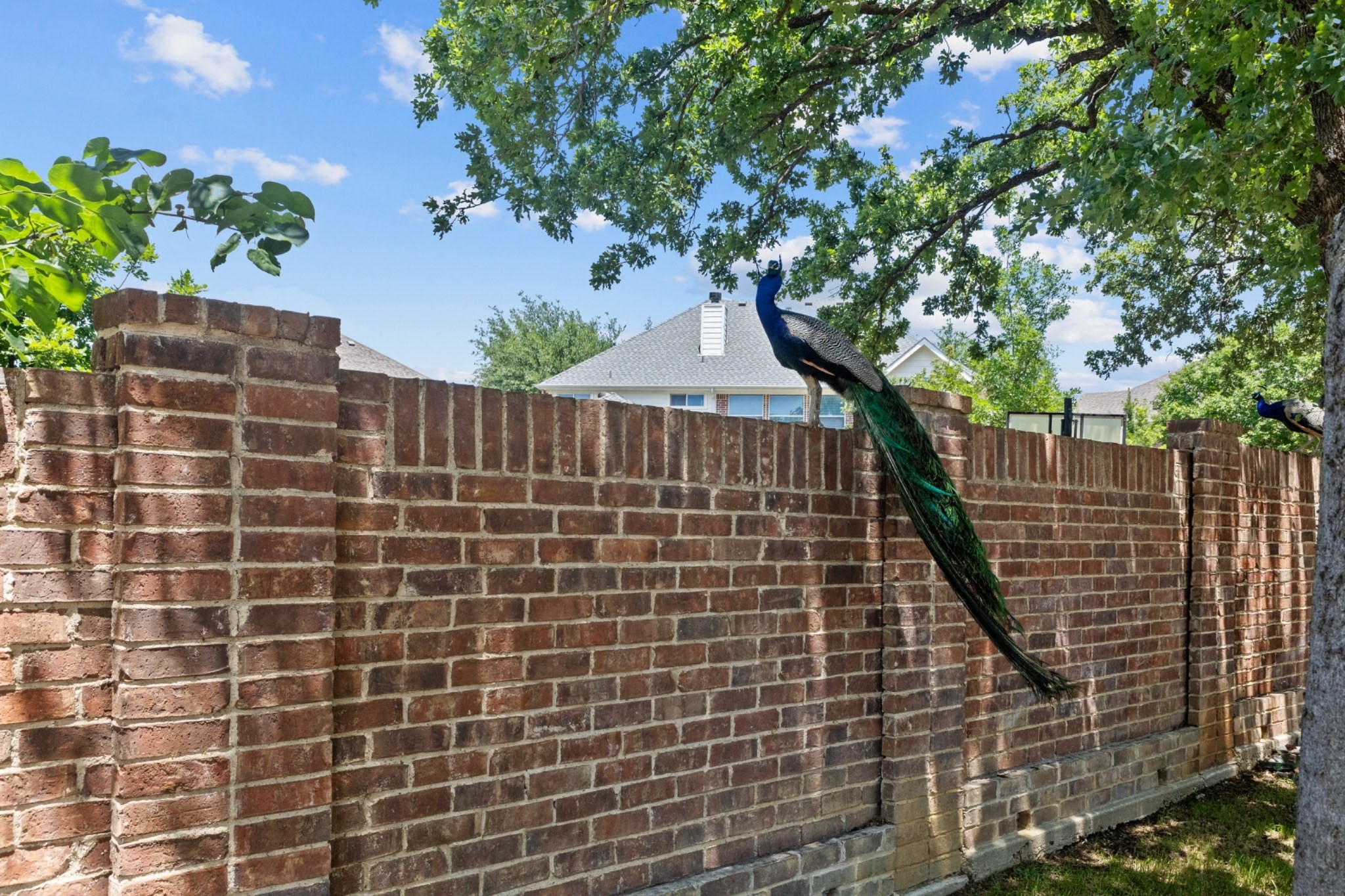 6315 Fannin Drive Arlington TX 76001