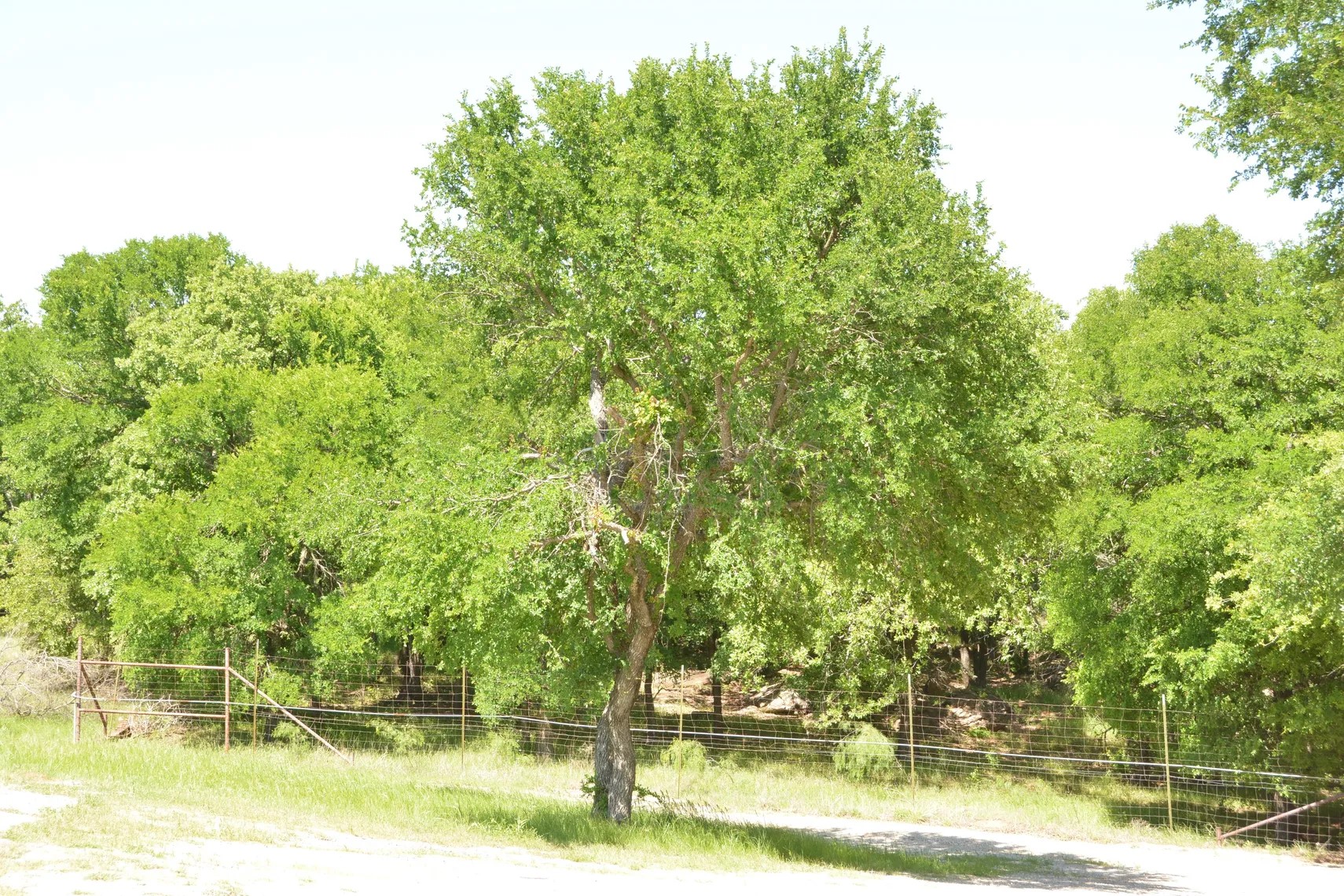 138 Pr 3417 Boyd TX 76426
