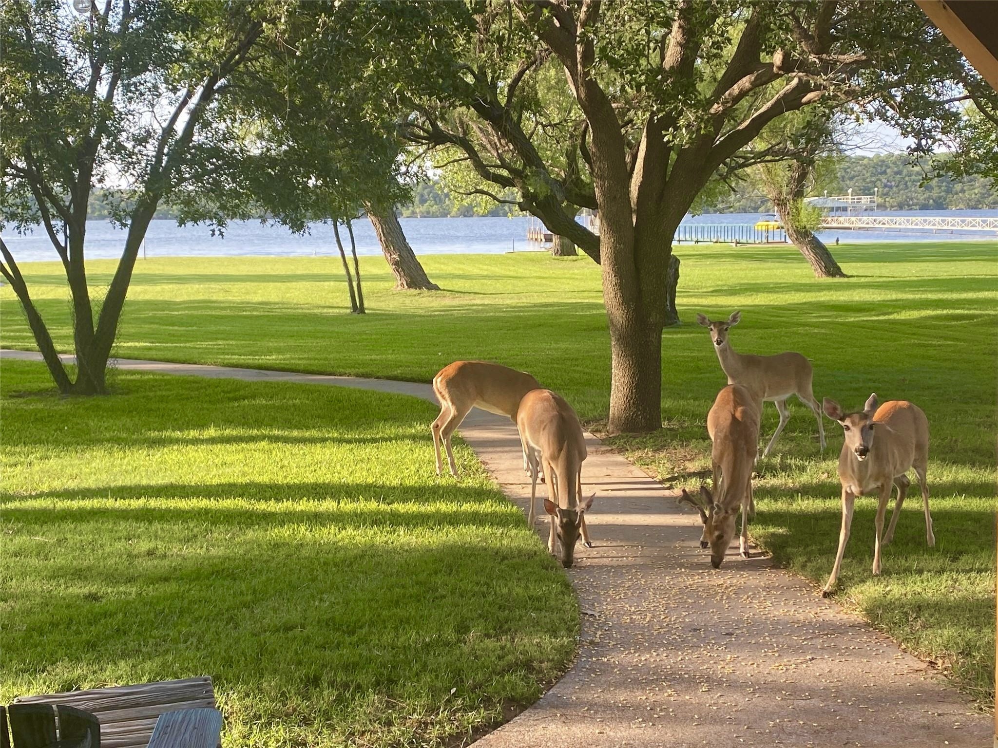 1957 Deer Trail Road Possum Kingdom Lake TX 76449