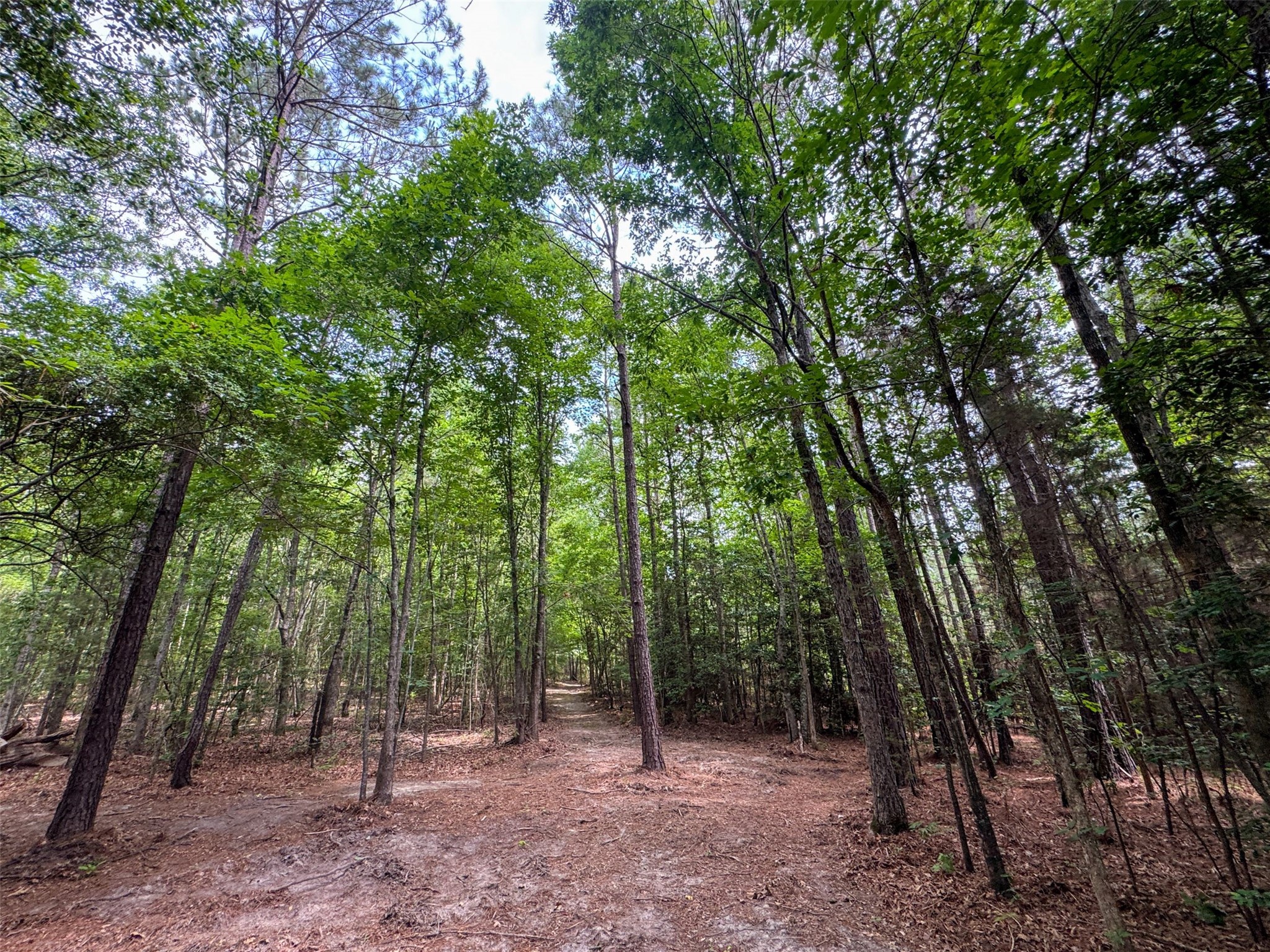 305 County Road 1145 Atlanta TX 75551