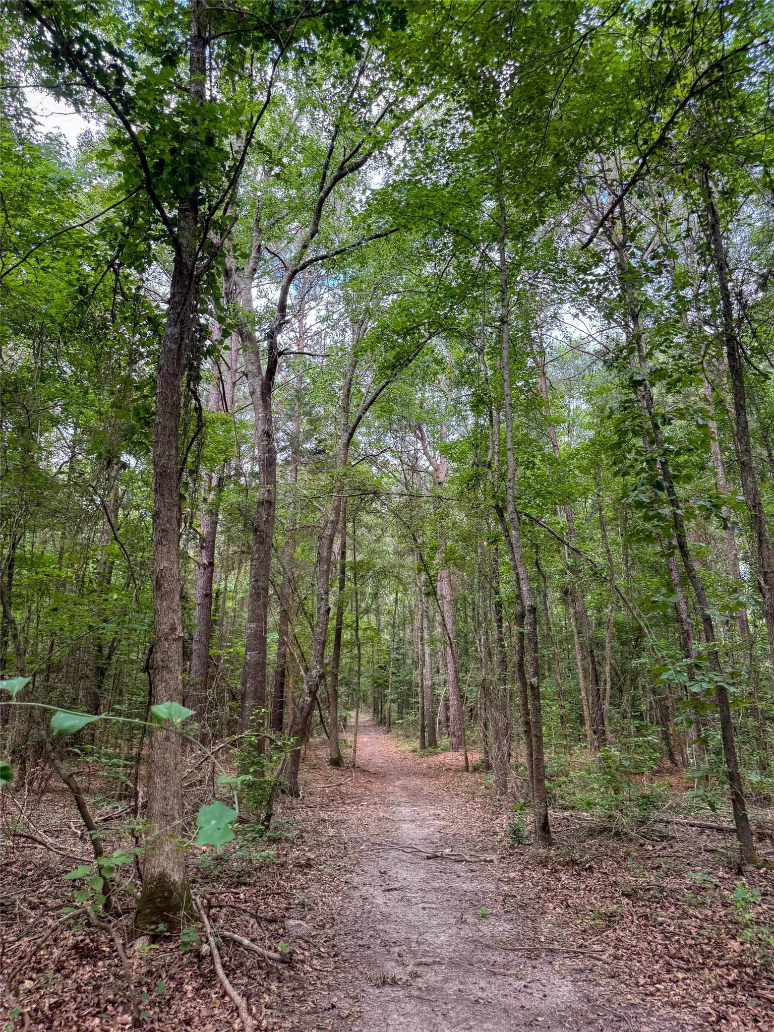 305 County Road 1145 Atlanta TX 75551