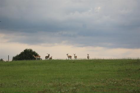 132 County Road 267 Cameron TX 76520