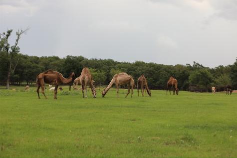 132 County Road 267 Cameron TX 76520