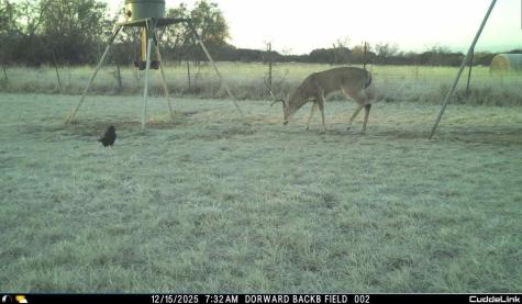 331 County Road 3440 Clifton TX 76634