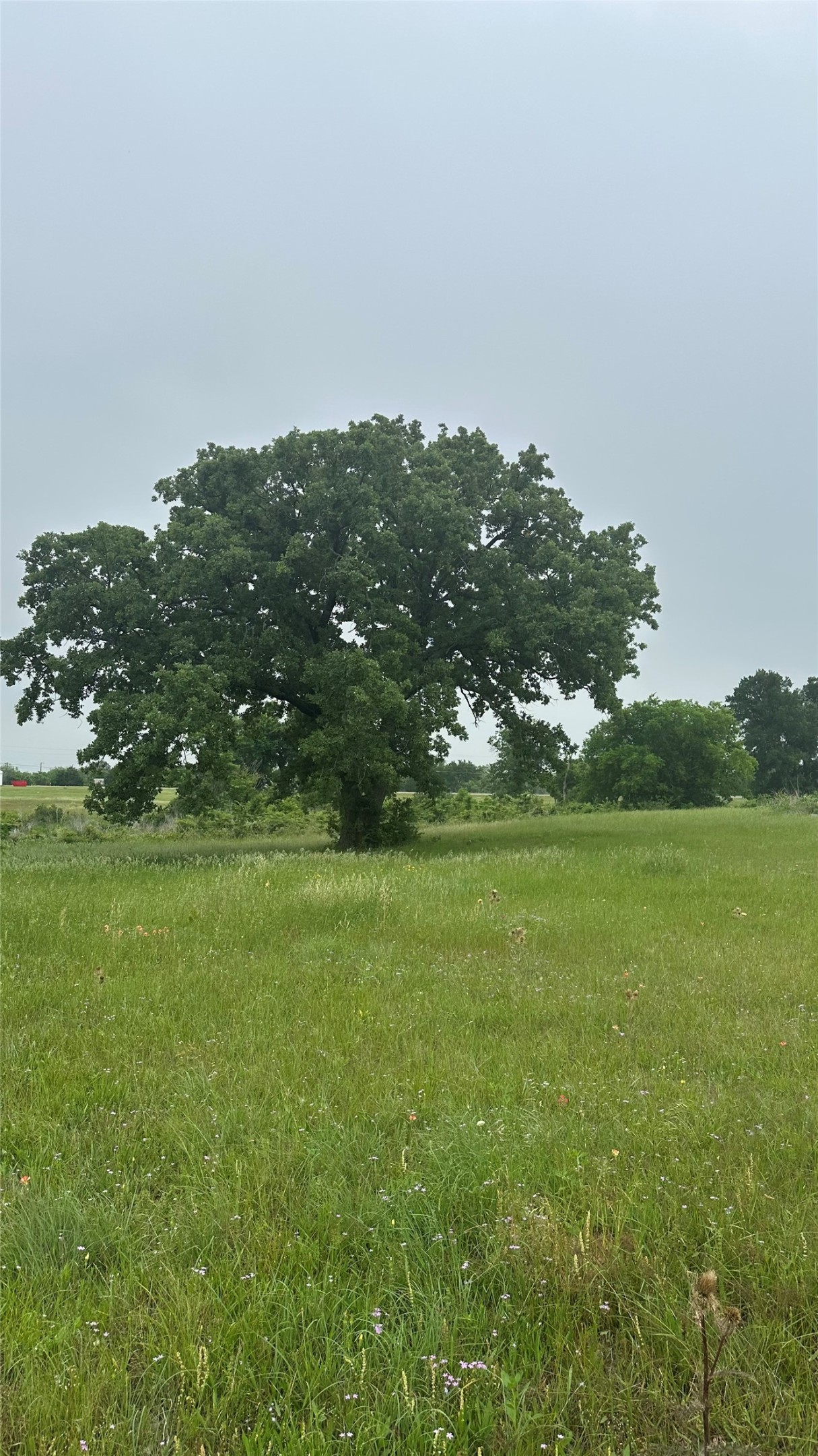 2642 Hwy 84 W Mexia TX 76667
