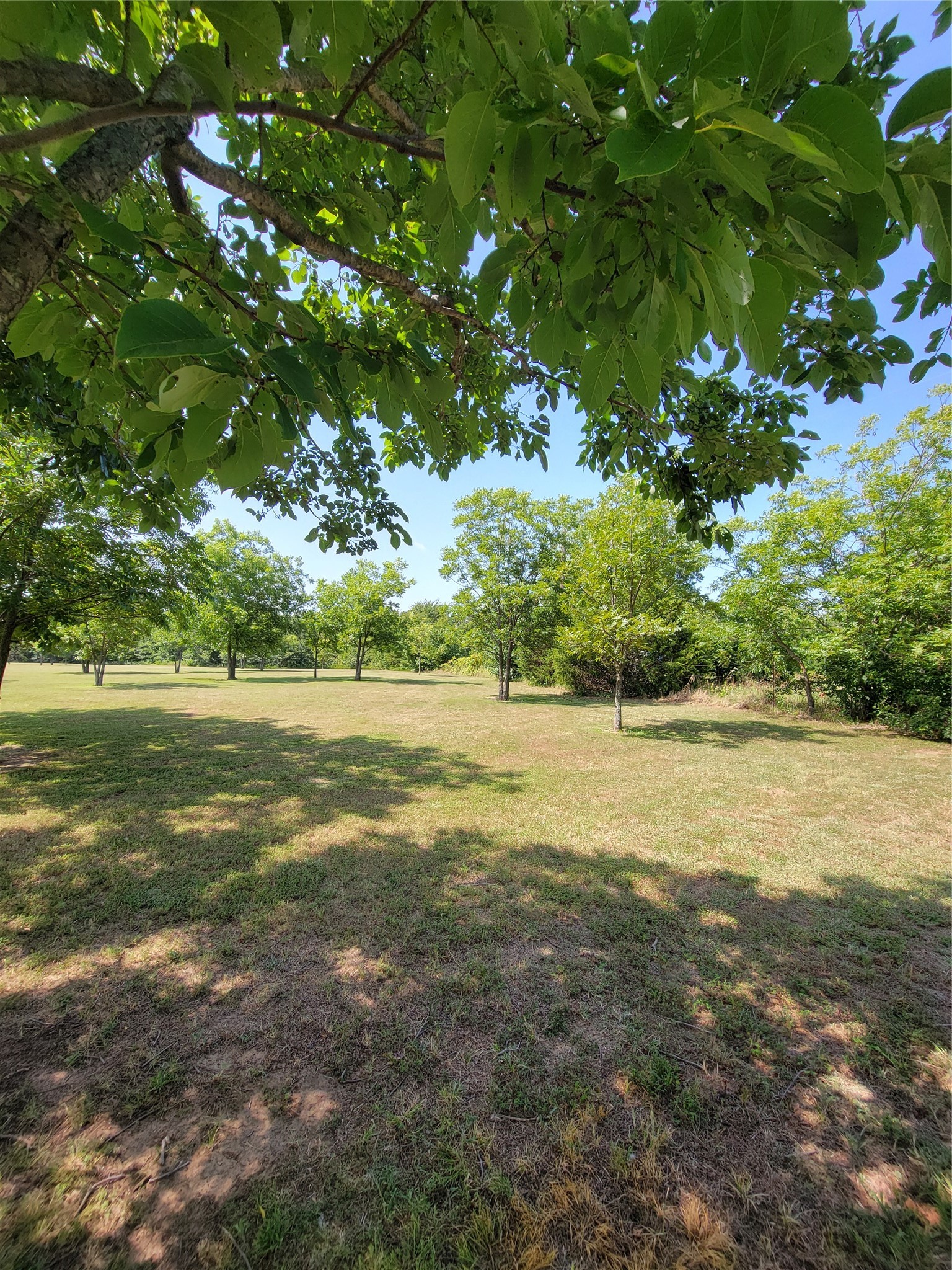 161 Colt Drive Sadler TX 76264