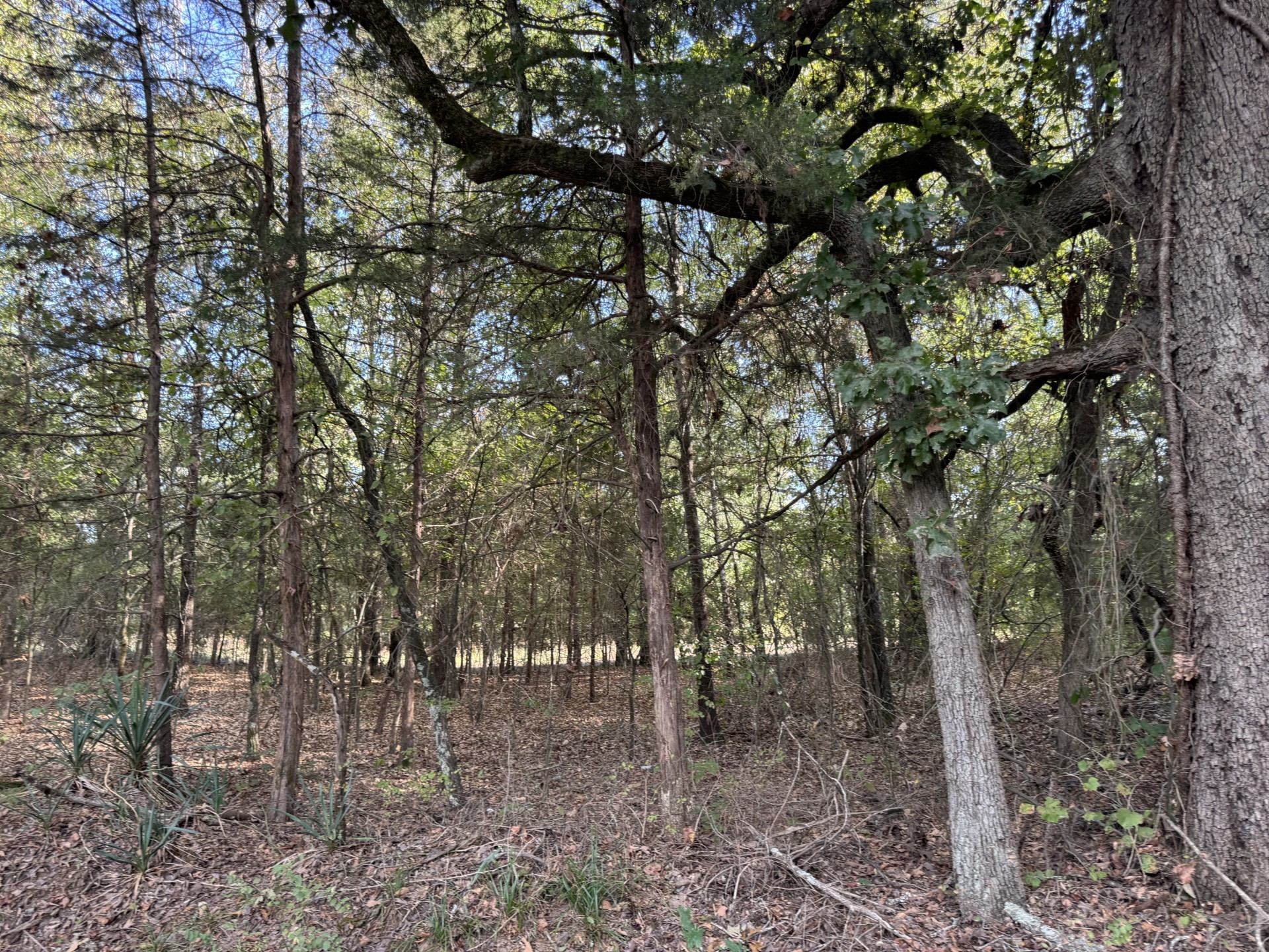 137 Cr 2362 Clarksville TX 75412