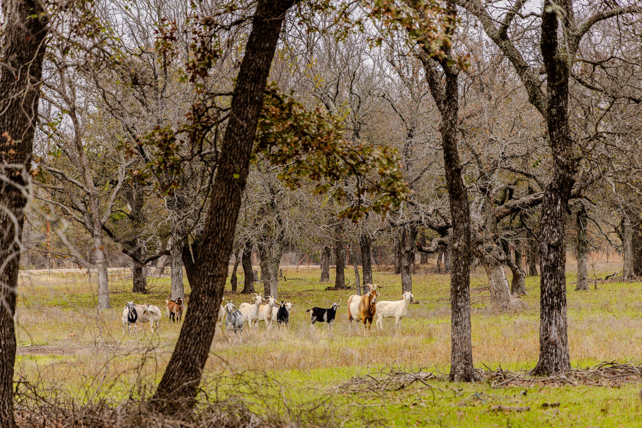 2946 Fm 52 Graford TX 76449