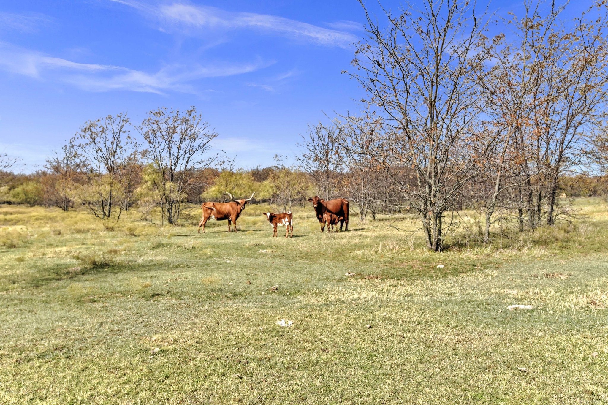 14771 Shearer Road Pilot Point TX 76258