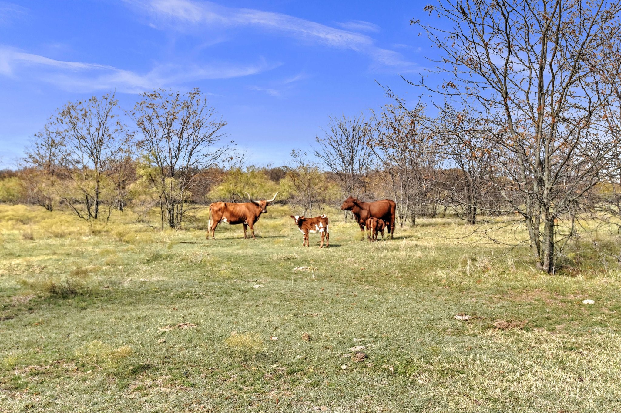 14771 Shearer Road Pilot Point TX 76258
