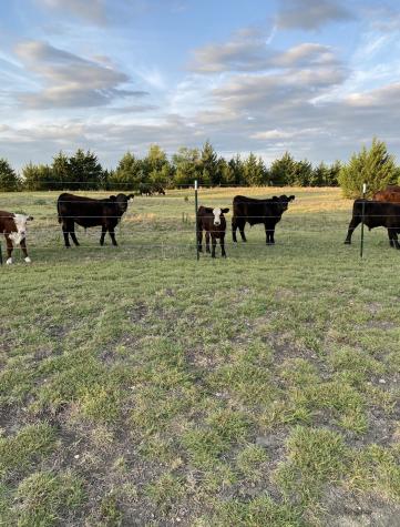 15656 State Highway 78 N Blue Ridge TX 75424