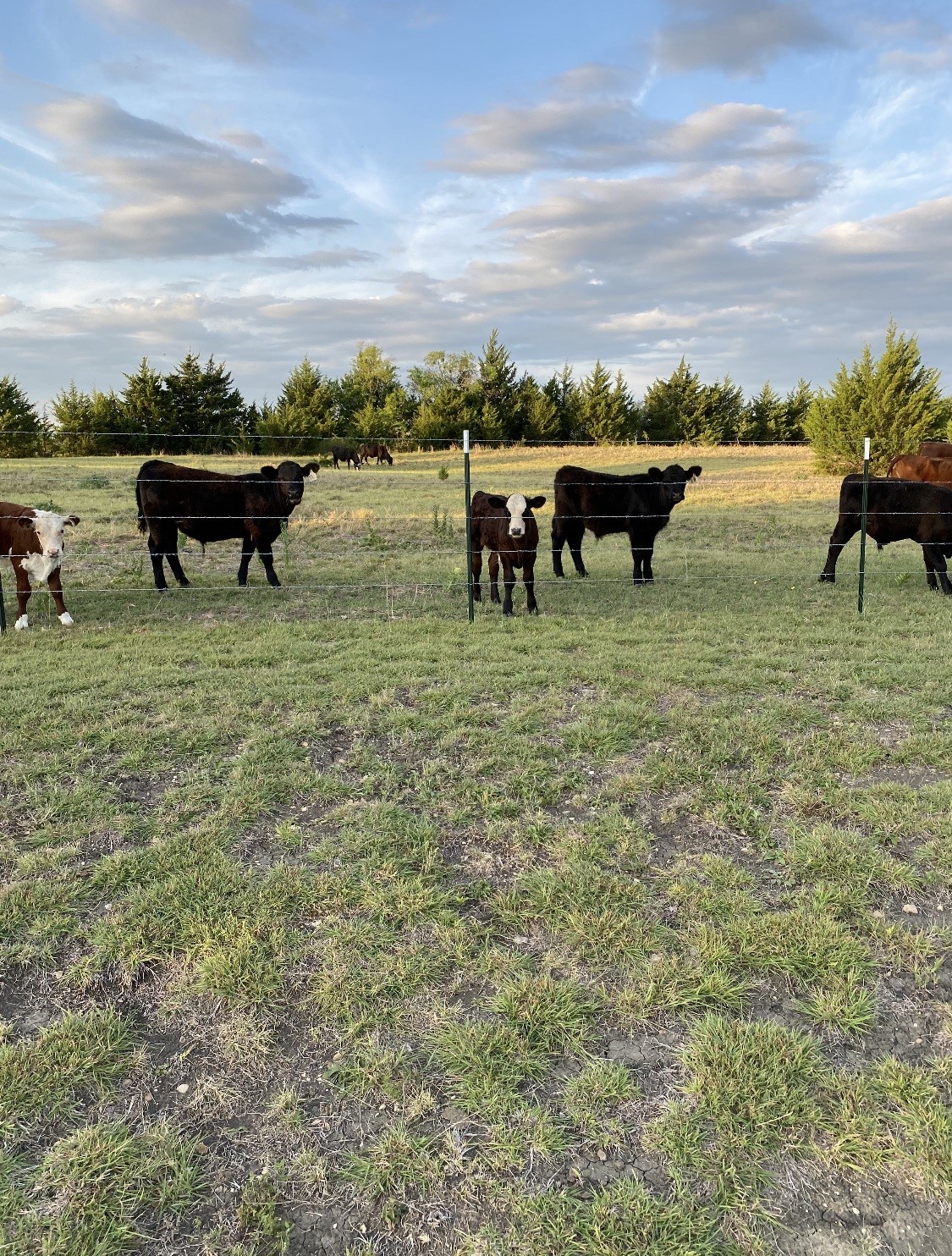 15656 State Highway 78 N Blue Ridge TX 75424
