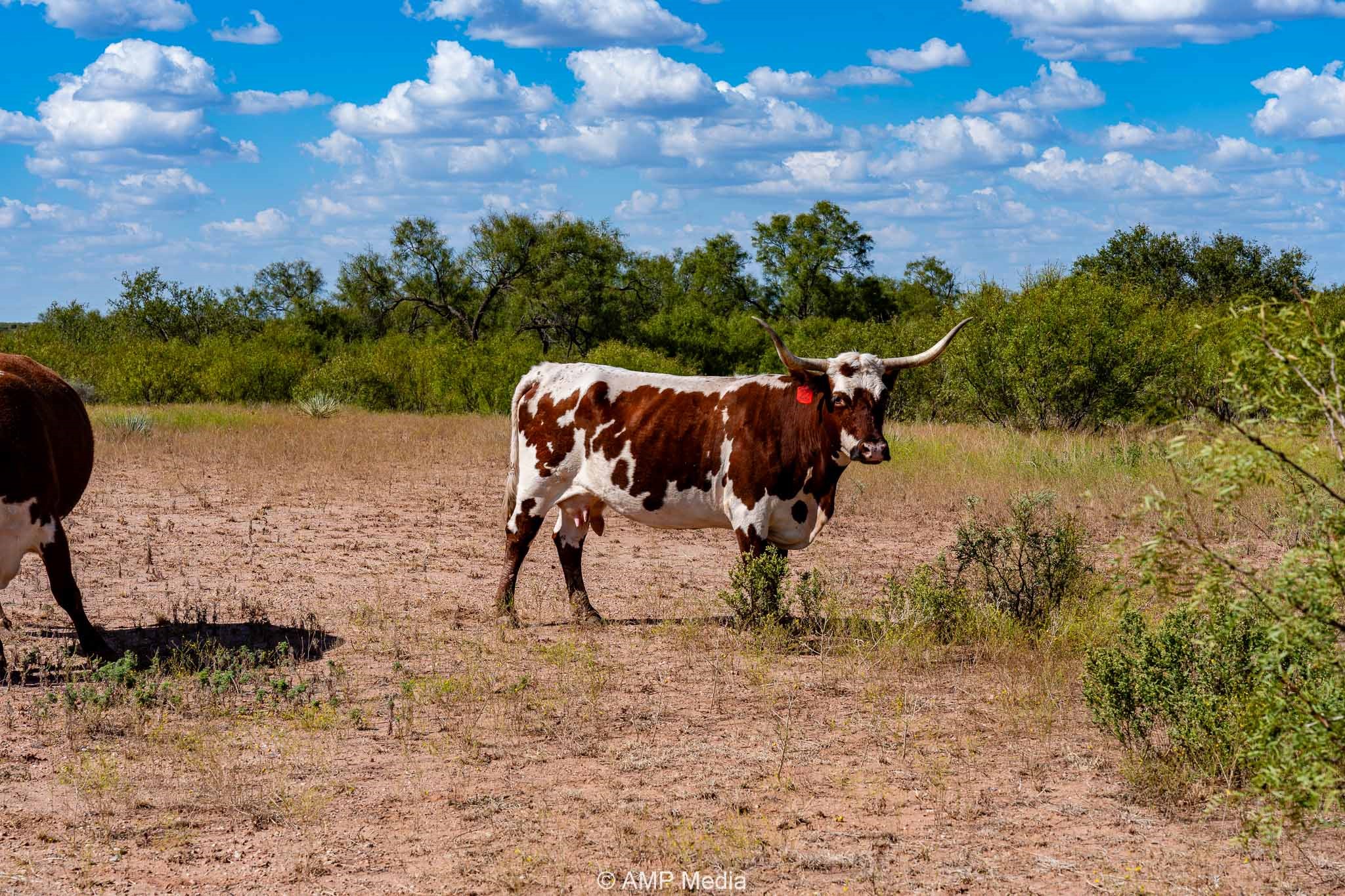 4538 County Road 463 Rule TX 79547