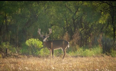 4538 County Road 463 Rule TX 79547
