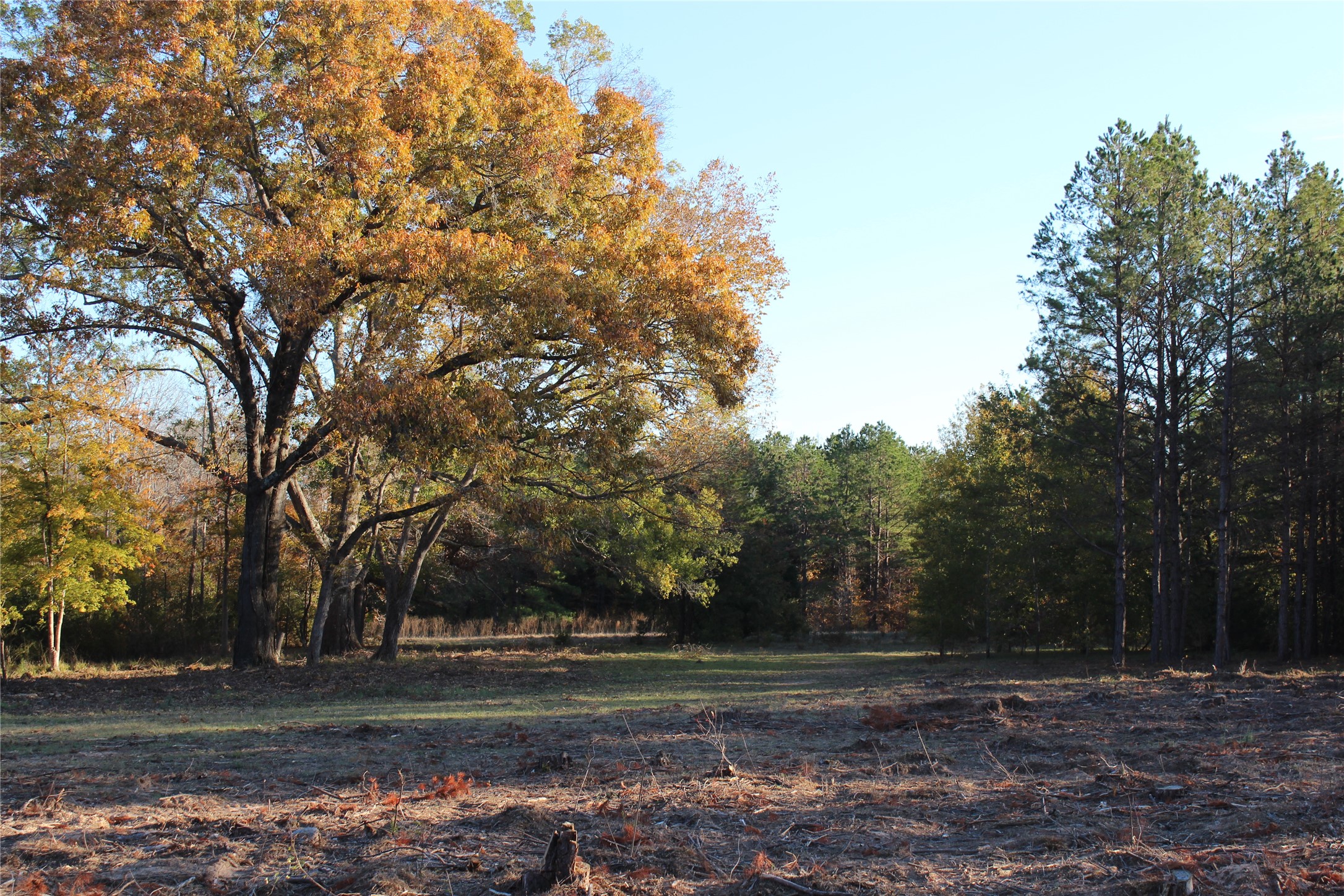 1070 Piney Grove Rusk TX 75785