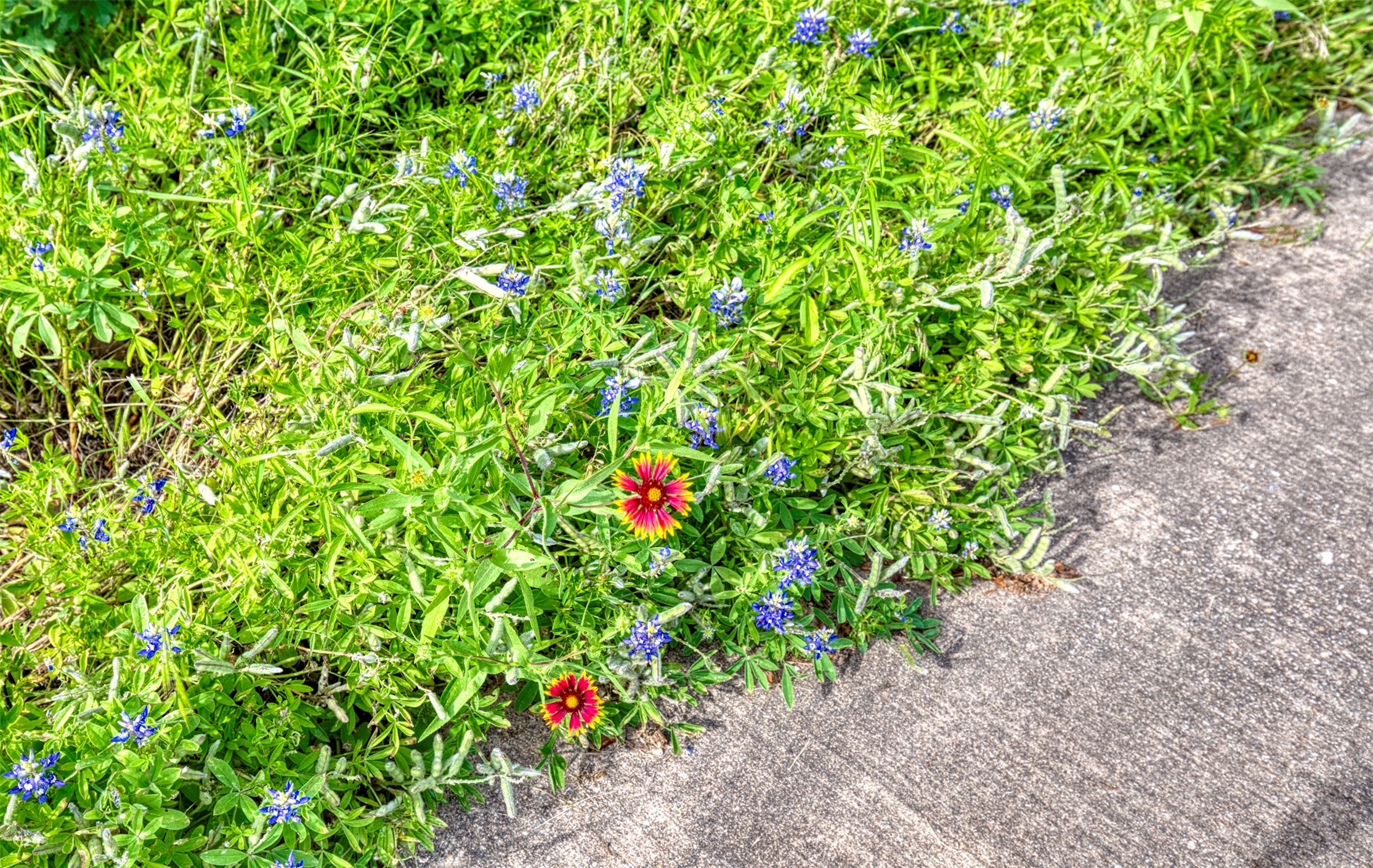 711 Pearl Cove Oak Point TX 75068
