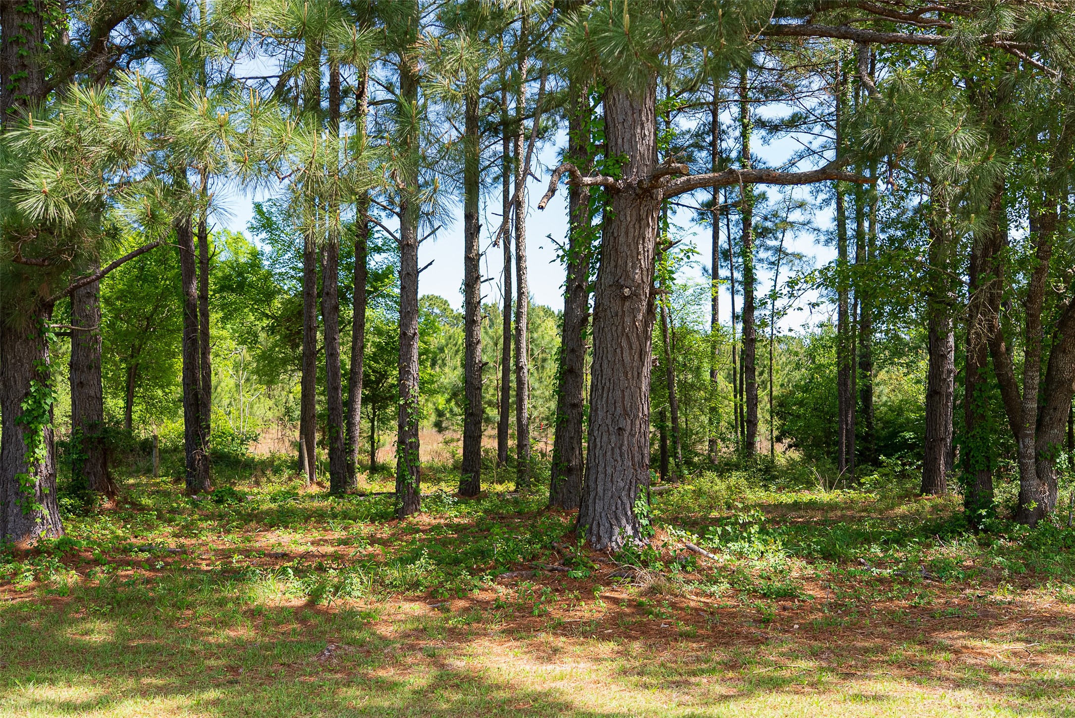 2029 W State Highway 294 Elkhart TX 75839