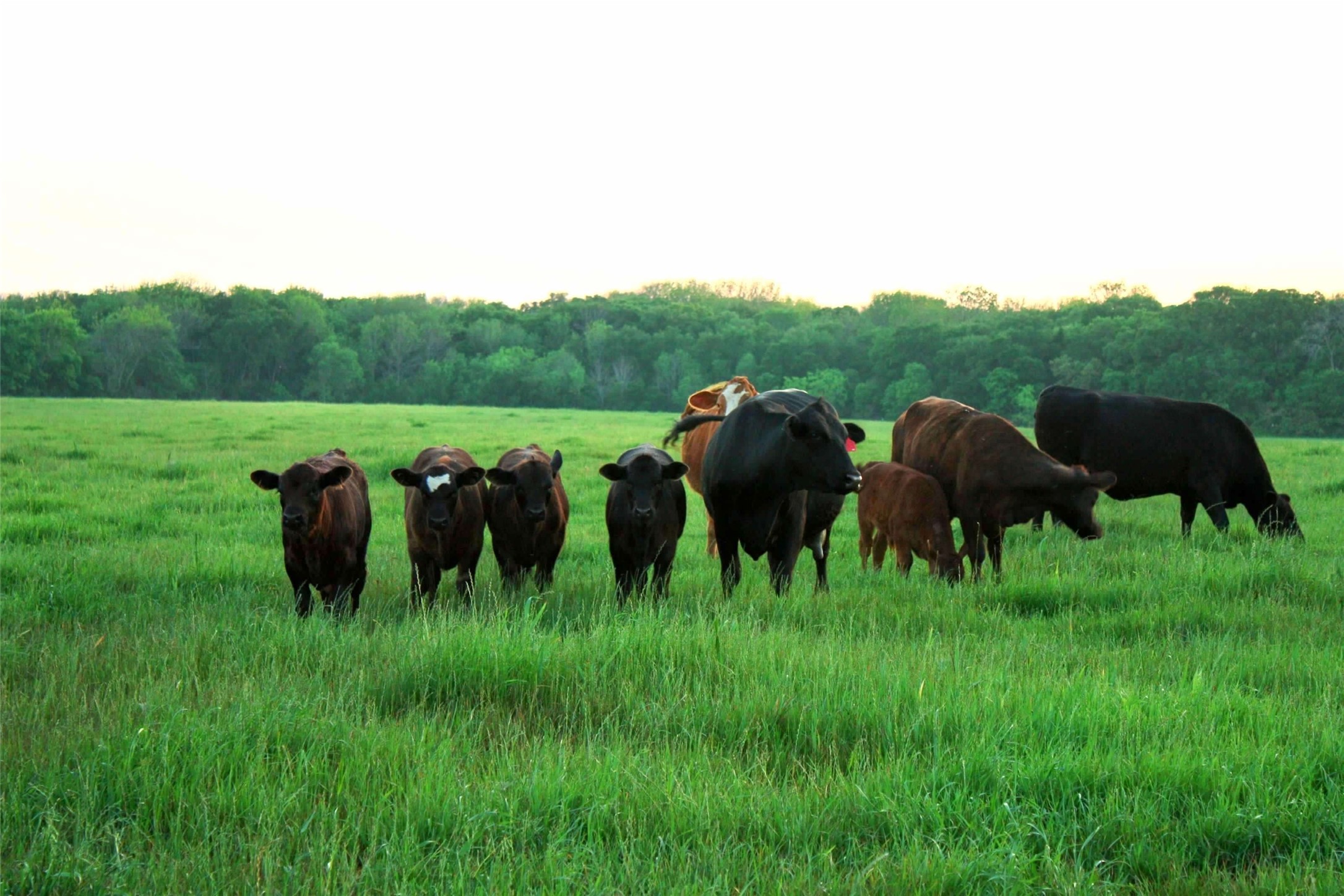 58+ Ac. Cr 102 Road Axtell TX 76673