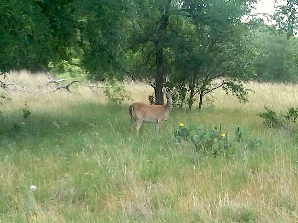 58+ Ac. Cr 102 Road Axtell TX 76673