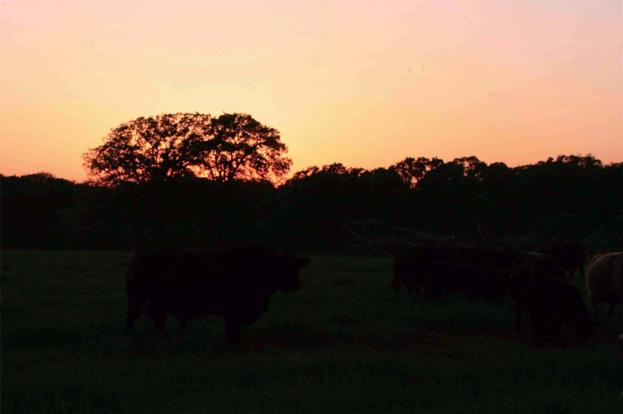 58+ Ac. Cr 102 Road Axtell TX 76673