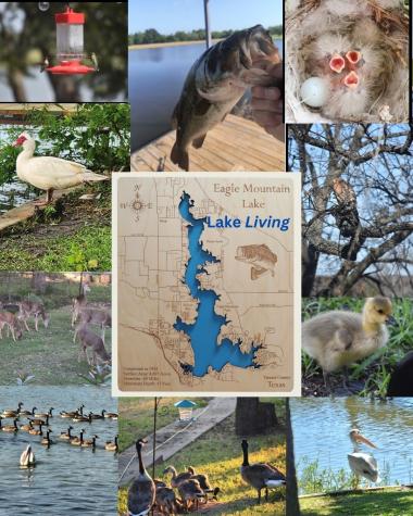 300 Shoreline Drive Azle TX 76020